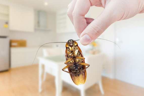 Pest Control Exclusive Leads