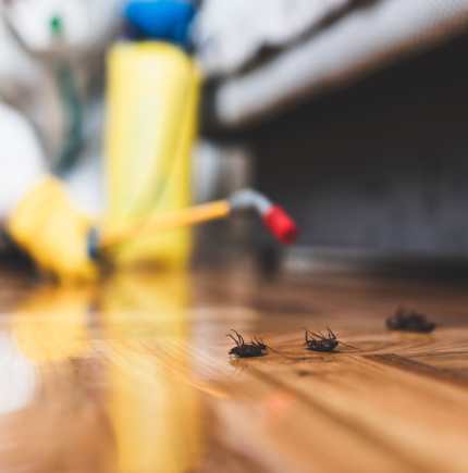 Pest Control  Local Leads 


